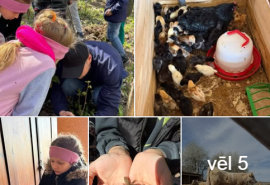 2026.gada 6.maijā Laucienes pamatskolas 1. un 2. klases skolēni piedalījās Eiropas Sociālā fonda Plus projekta Nr. 4.2.2.1/1/25/I/001 “STEM un pilsoniskās līdzdalības norises plašākai izglītības pieredzei un karjeras izvēlei” nodarbībā “Daba un dzīvnieki”.